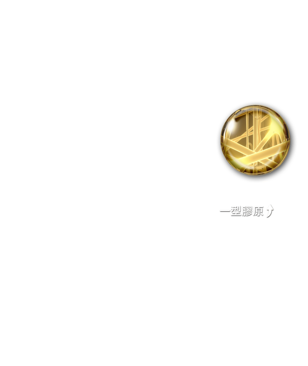 超彈嫩+97% 一型膠原 艷山薑萃取 撫平細紋更緊緻