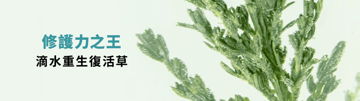 修護力之王 滴水重生復活草